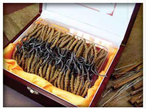 梧州冬虫夏草回收